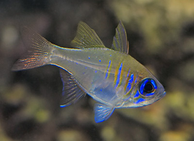 reefbuilders.com