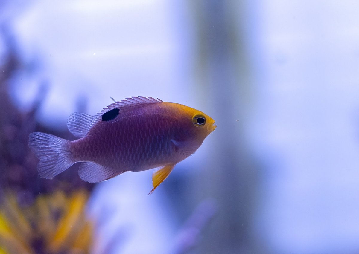 talbot-morsel-jpg.1073512