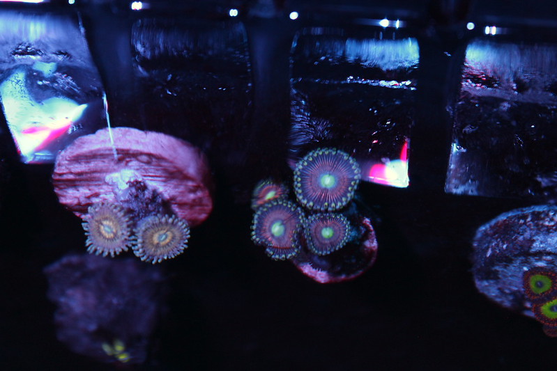 15477857436_d387c0371c_c.jpg