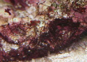 gelidium 300x214