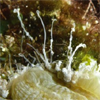 reefs.com
