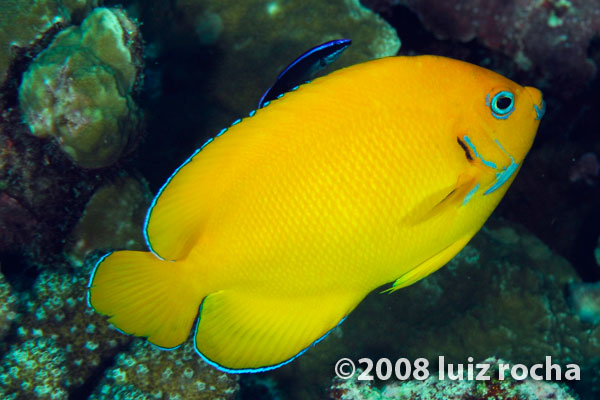 reefs.com