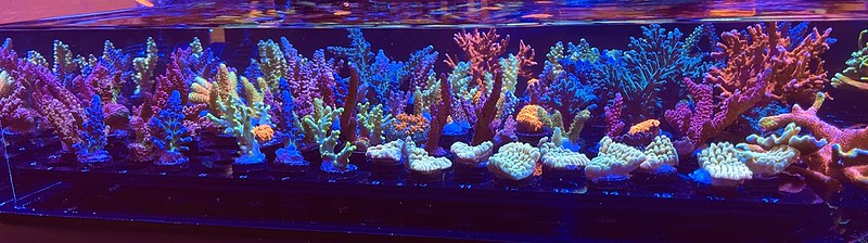 51904958359_45c7a03f2d_c.jpg
