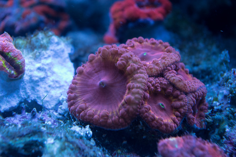 19856394903_66d22869b5_c.jpg
