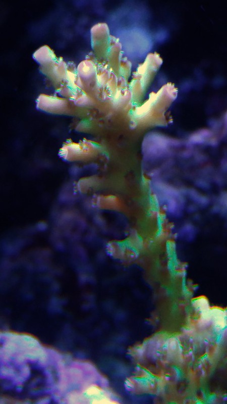 24812307721_550d1bec9e_c.jpg