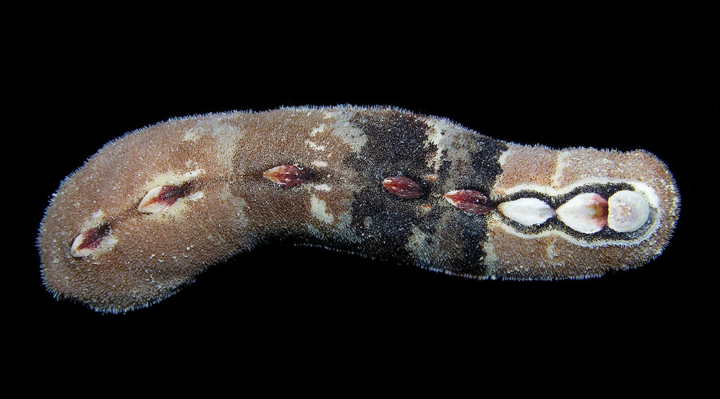 Cryptoplax sp (Cryptoplacidae) - a chiton with reduced pla… | Flickr