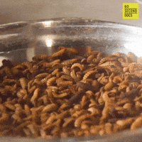 Bugs Insects GIF by 60 Second Docs