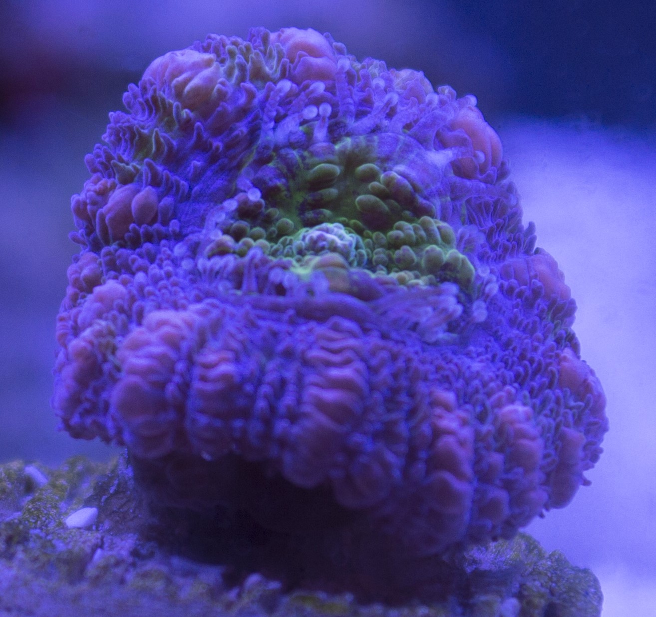 Acan3.JPG