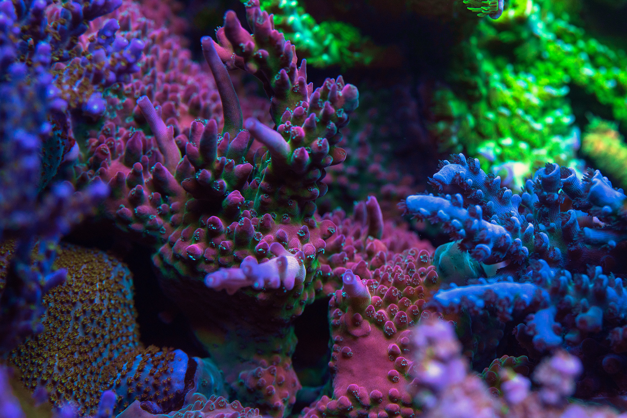 51909052745_633c92569b_k.jpg