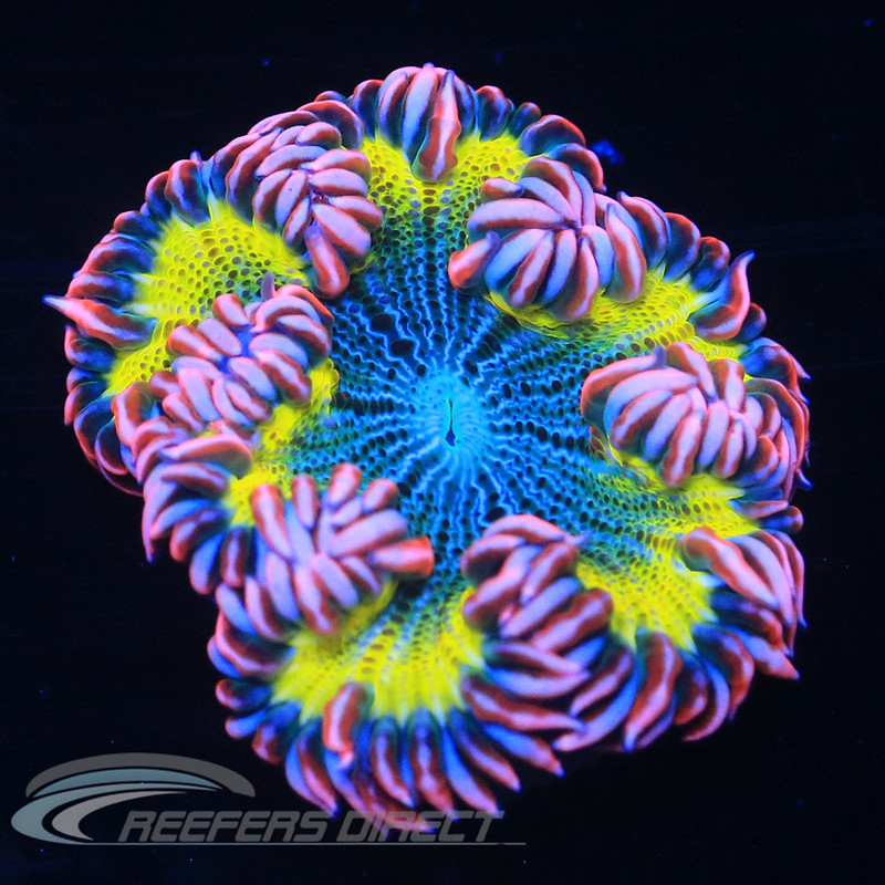30950420721_96cc83eaf4_c.jpg