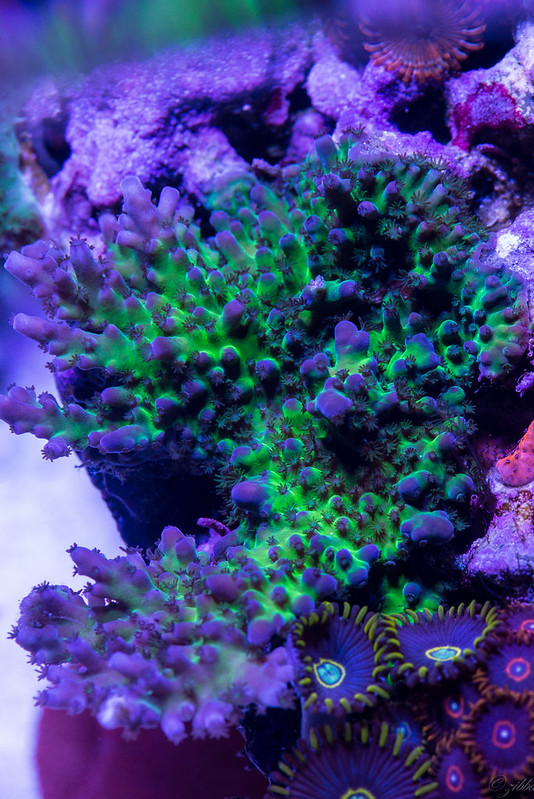 14358052412_a9a18f9590_c.jpg
