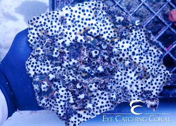 reefbuilders.com