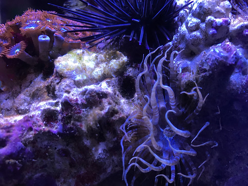 32355188415_d2288df44f.jpg