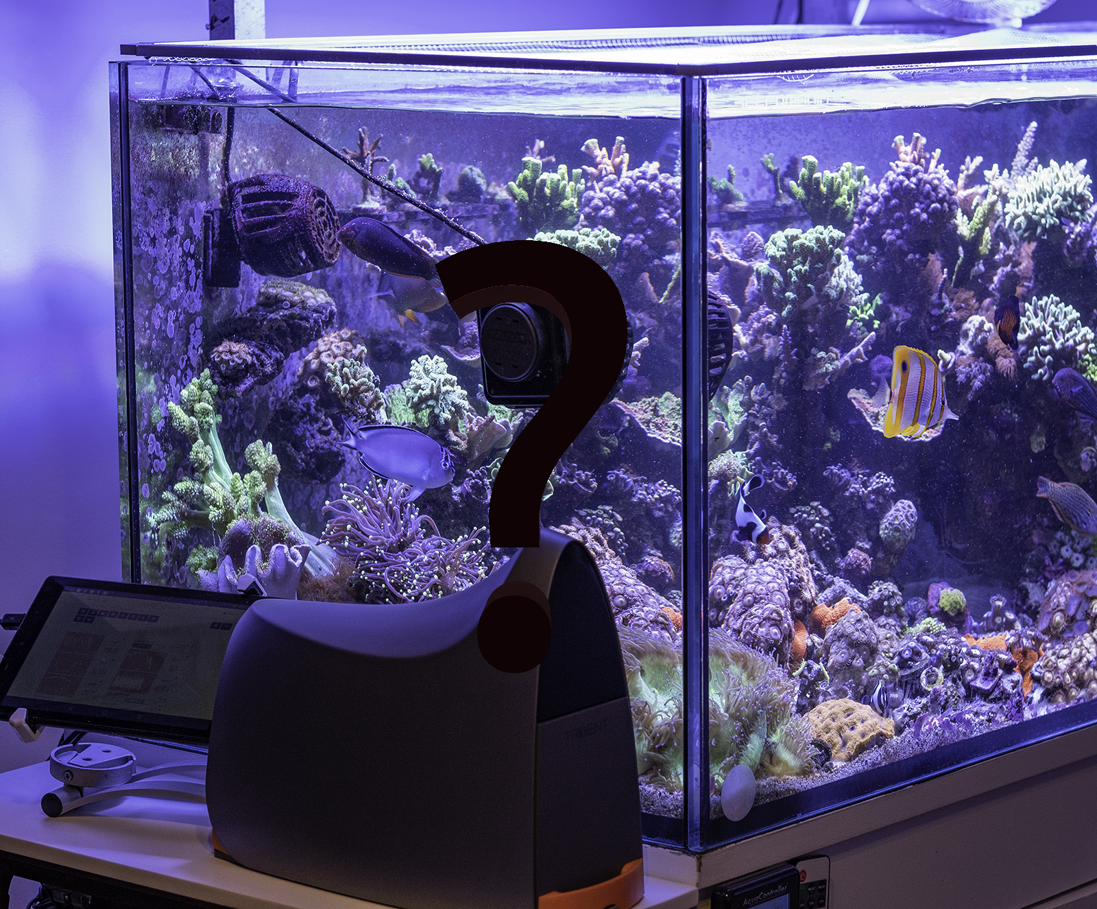 reefs.com