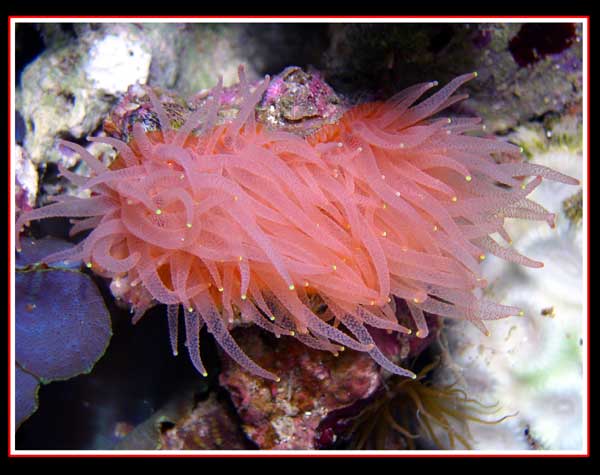 reefbuilders.com