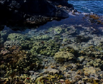 shallow-tide-pool.jpg