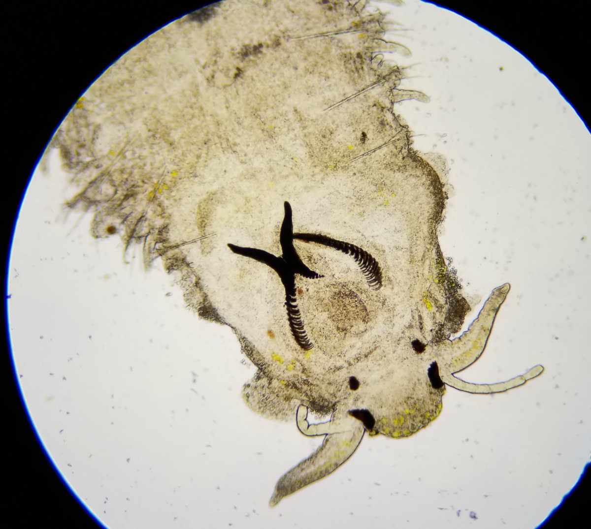 worm3_head-jpg.668176