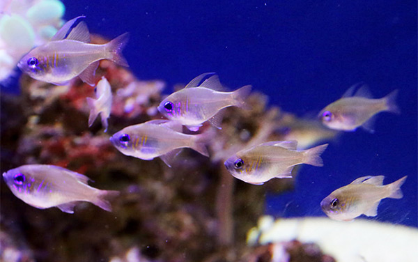threadfin-cardinalfish2.jpg