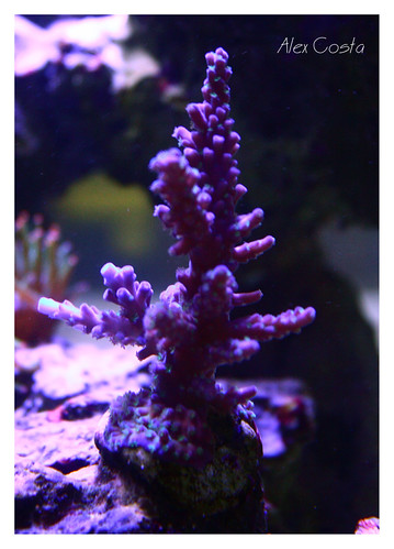 33193558664_8ccf23f498.jpg
