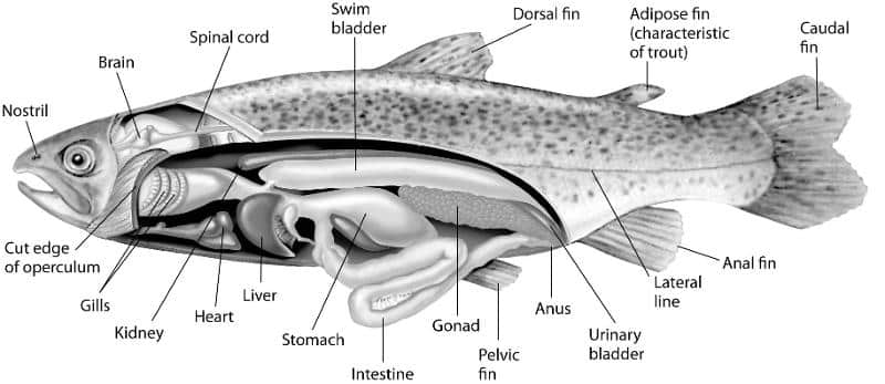 swim-bladder.jpg