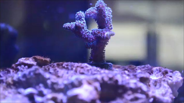 Coral2Id.png