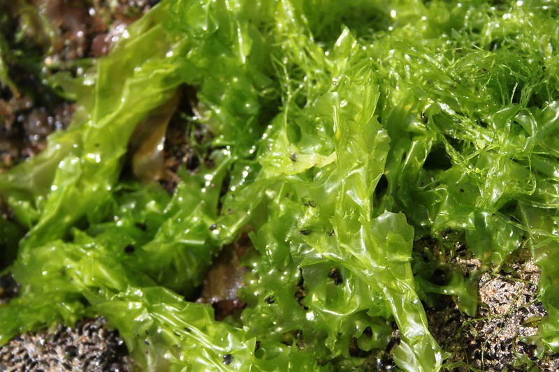 Sea-lettuce.jpg