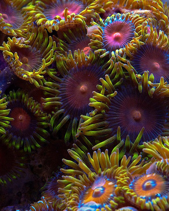 reefs.com