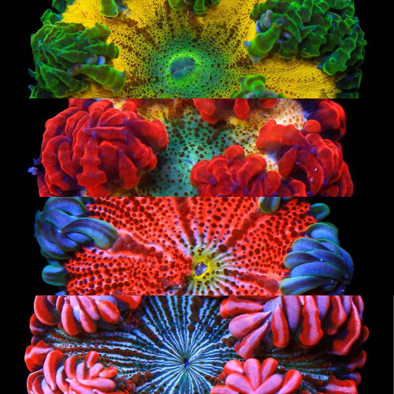 51266383803_eb8b63ffa6_c.jpg