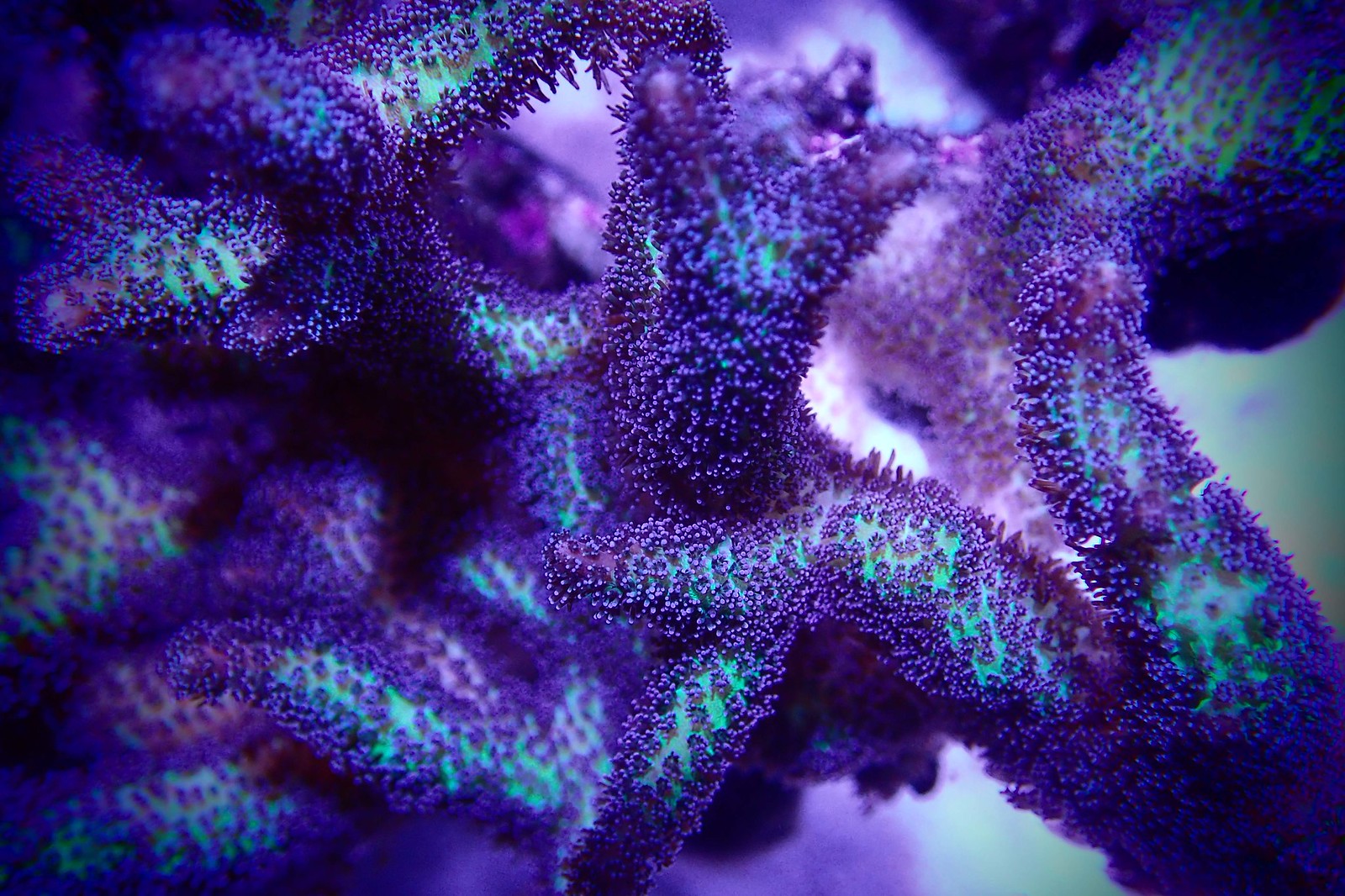 34967244844_805e255ff9_h.jpg
