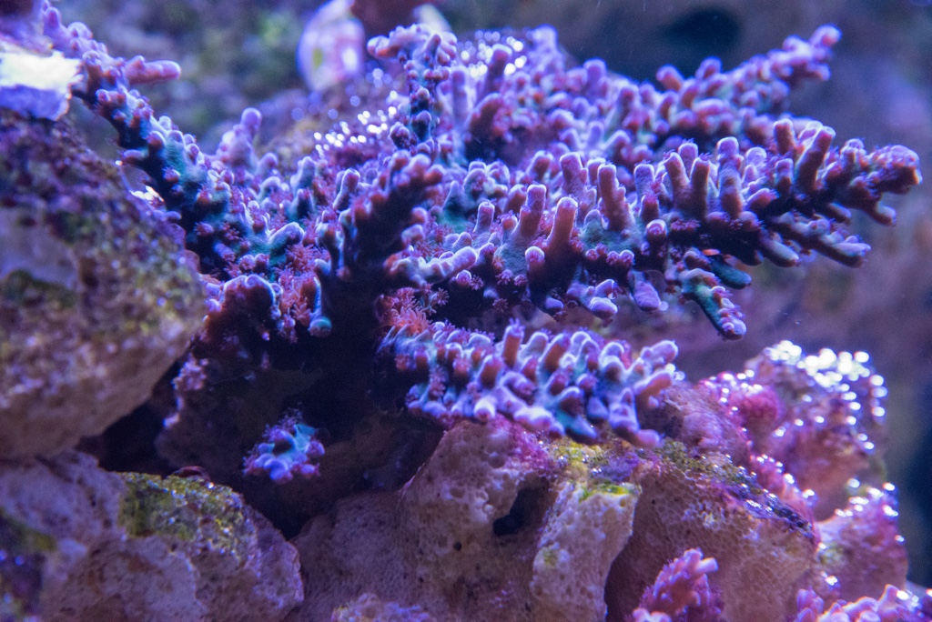 DSC_1620.jpg