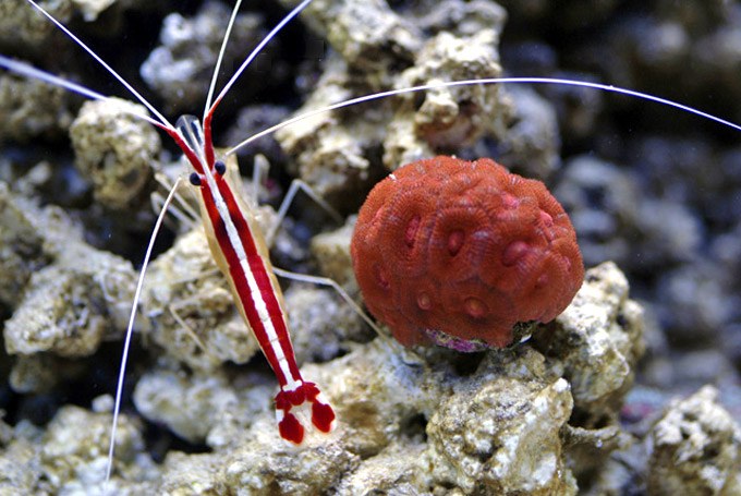 reefs.com