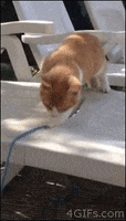 falls it's a trap GIF