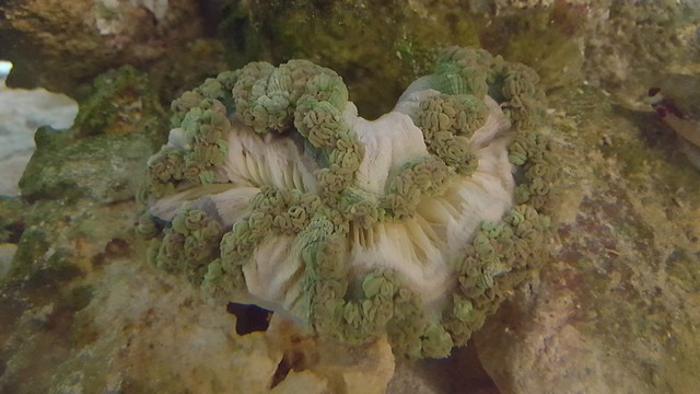 38837063264_343d56cbd1_z.jpg