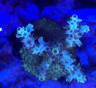 39041654874_e7c19d0da4_n.jpg