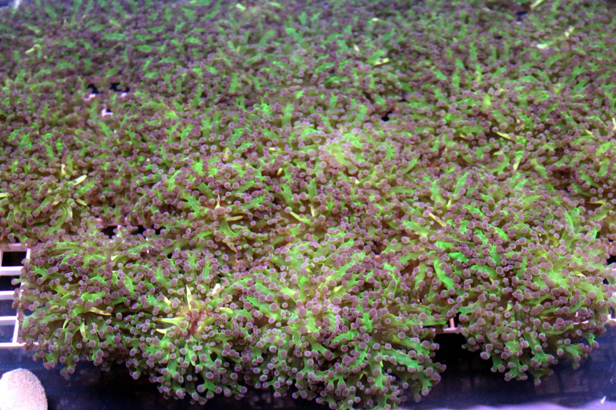 frogspawn-jpg.3236669