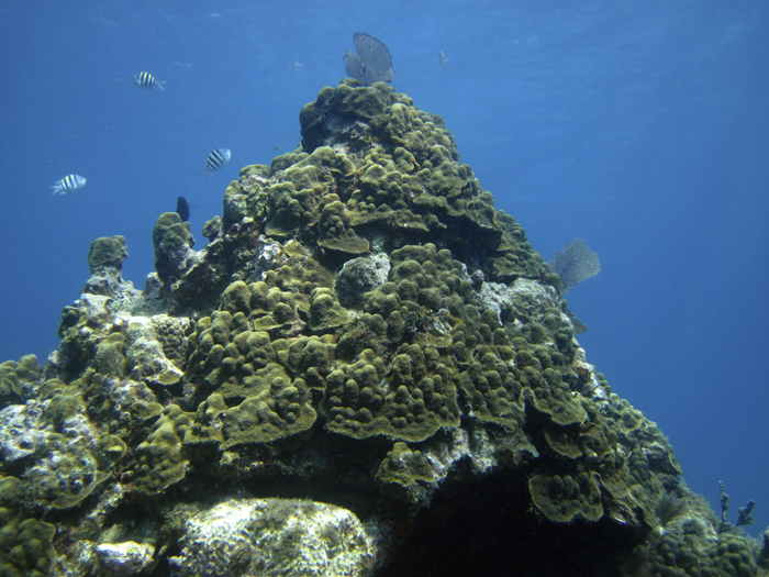 reefs.com