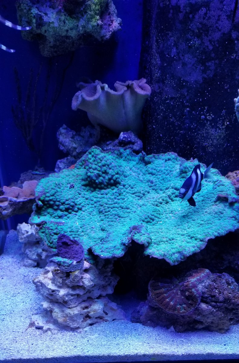 20181209_201204-jpg.913022