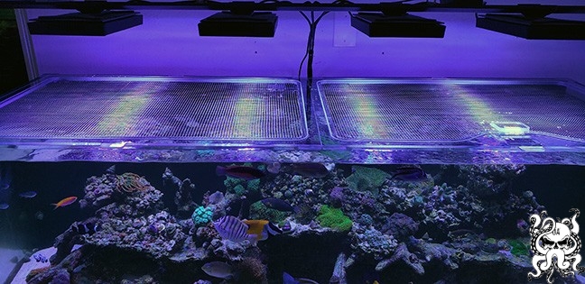 red-sea-reefer-750_01.jpg