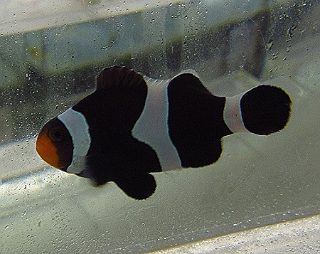 photon-clownfish.jpg