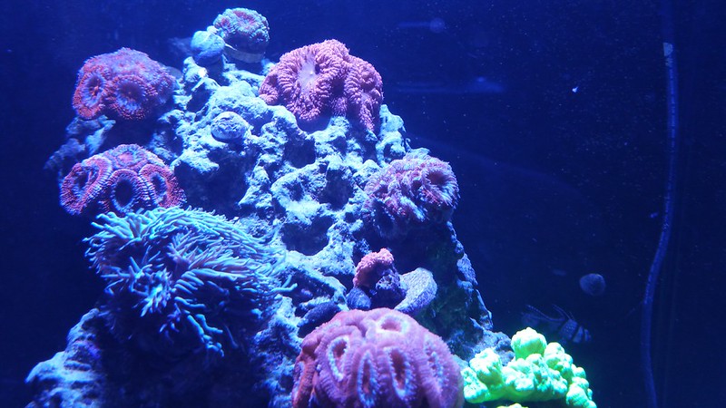 37243019806_4ae67b234c_c.jpg