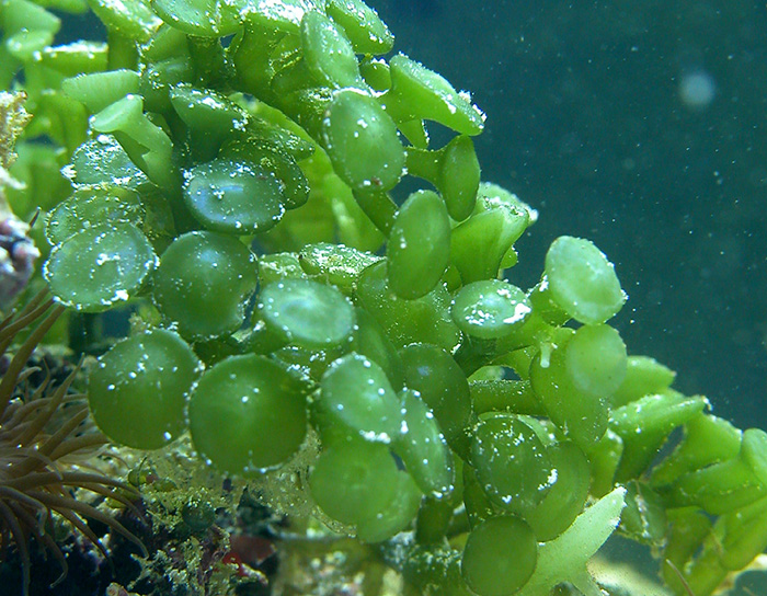 reefs.com