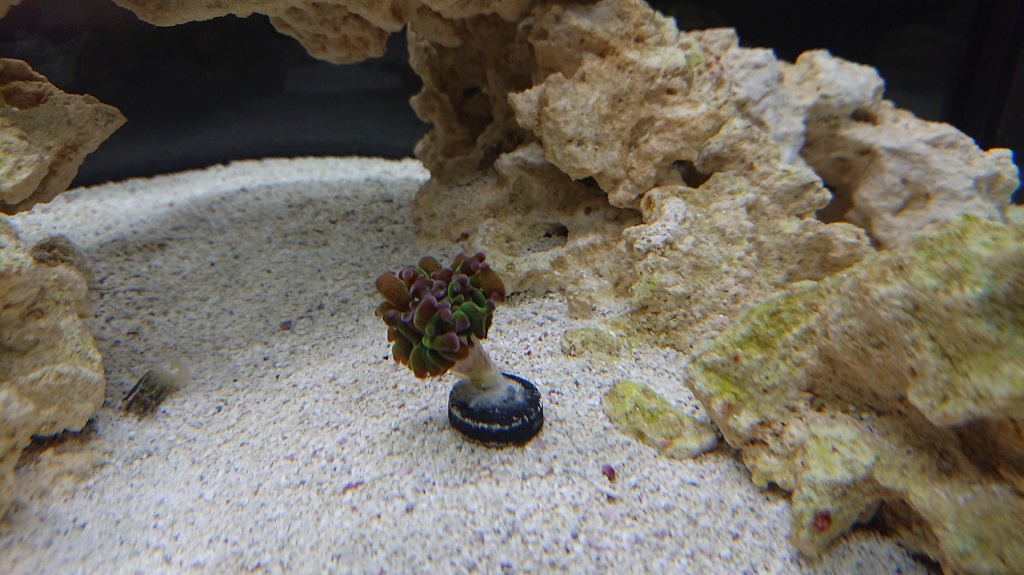 corals3.JPG