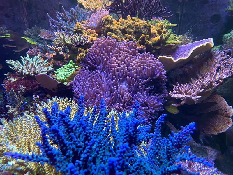 52464579466_e212d47f10_c.jpg