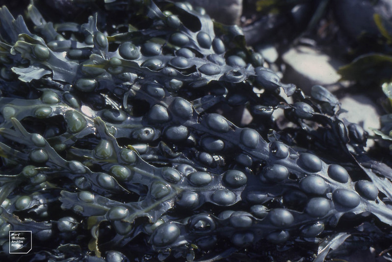 Fucus-vesiculosus.jpg