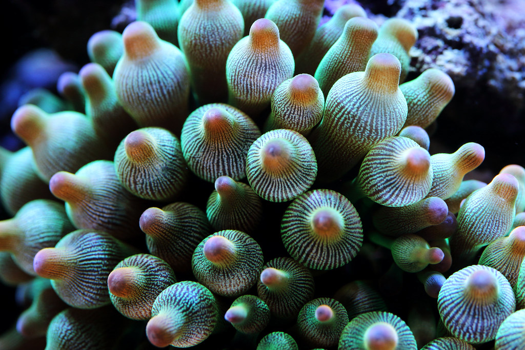 38619013965_9a9f158e6c_b.jpg
