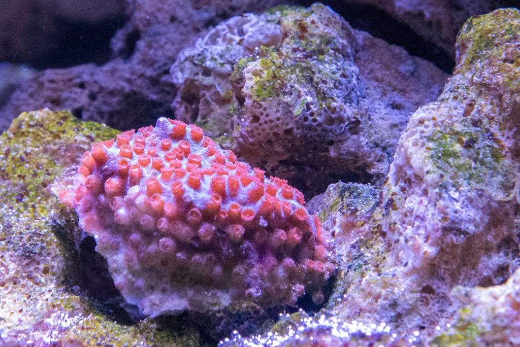 DSC_1594.jpg