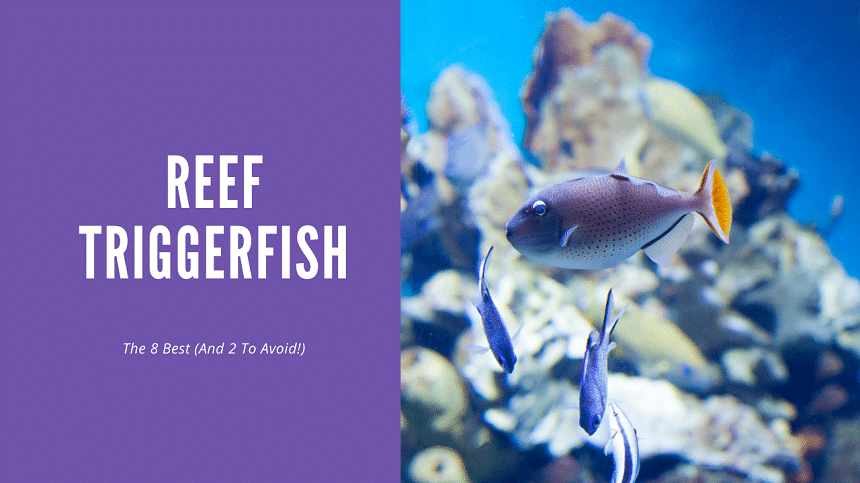 aquariumstoredepot.com
