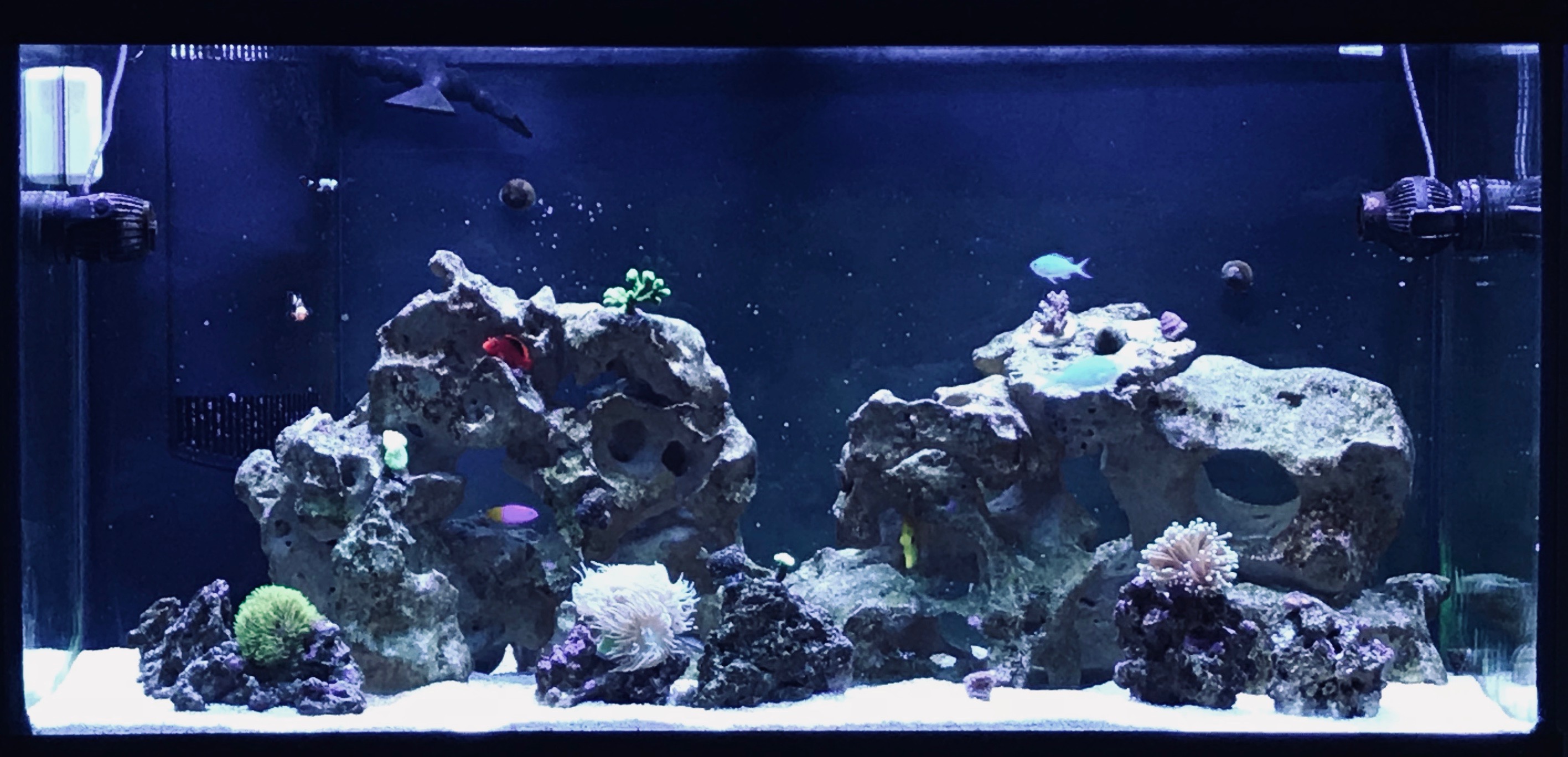 dimo120tank.jpg
