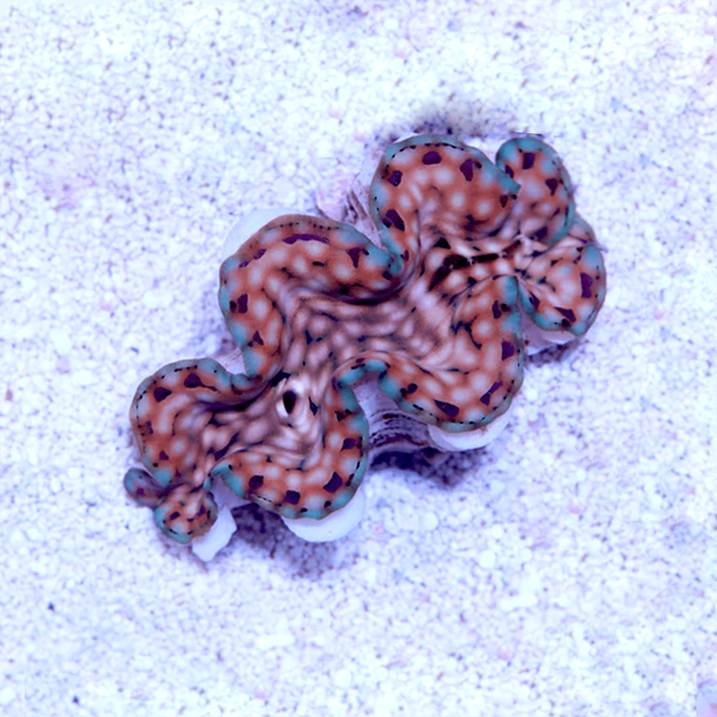 www.algaebarn.com