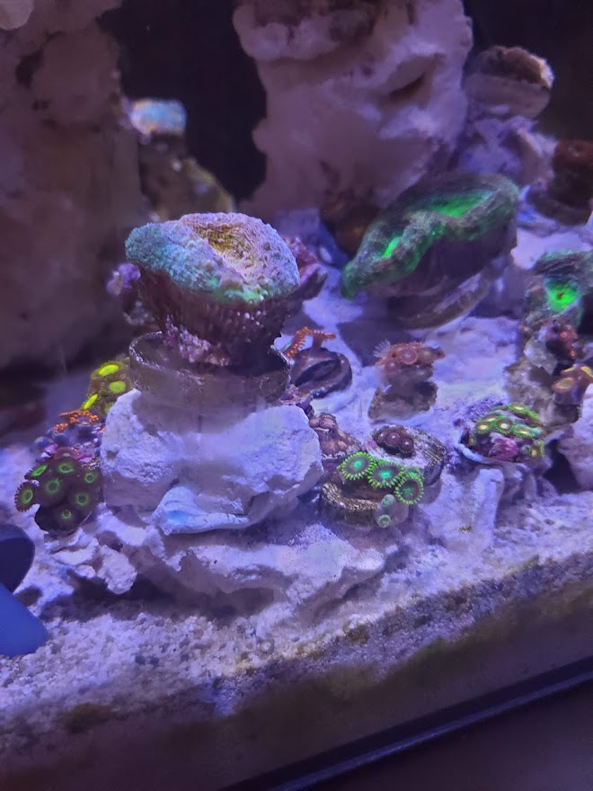 Zoas.jpg